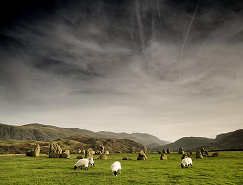Sheep at stone circle.