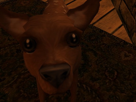 The fawn slowly lifted its head and looked into her eyes.